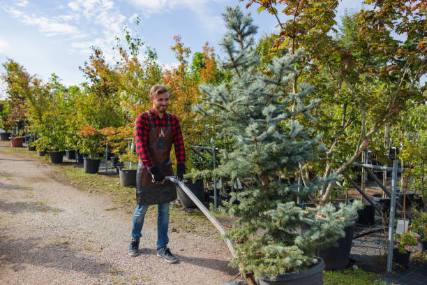 Best Fruit Tree Pruning  in Reliez Valley, CA